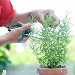 SIENA GARDEN Floristenschere Scheren Blumenschere Gartenschere Küchenhelfer Garten Terrassen -SIENA GARDEN Shop 20777290 4