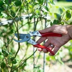 SIENA GARDEN Premium Bypassschere CG1030, Antihaftbeschichtete Klingen Mit Siena Beschichtung 11 SIENA GARDEN Premium Bypassschere CG1030, Antihaftbeschichtete Klingen Mit Siena Beschichtung -SIENA GARDEN Shop 20777350 5