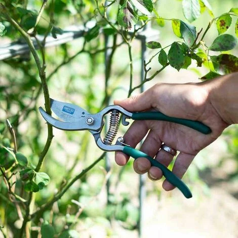 SIENA GARDEN Bypassschere Gartenschere Scheren Pflanzenschere Gartenarbeit Blumenschere Hecke 6 SIENA GARDEN Bypassschere Gartenschere Scheren Pflanzenschere Gartenarbeit Blumenschere Hecke – Bild 4
