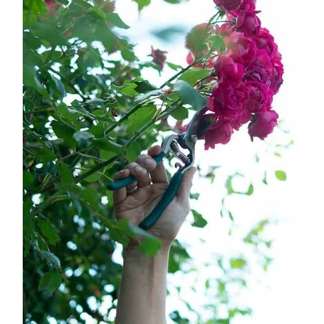 SIENA GARDEN Bypassschere Gartenschere Scheren Pflanzenschere Gartenarbeit Blumenschere Hecke 7 SIENA GARDEN Bypassschere Gartenschere Scheren Pflanzenschere Gartenarbeit Blumenschere Hecke – Bild 5