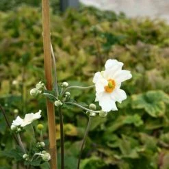 SIENA GARDEN Tonkinstäbe, 6/8 Mm X 90 Cm -SIENA GARDEN Shop 20781996 2