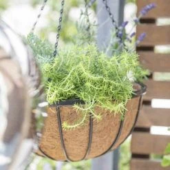 SIENA GARDEN Hängeampel Wrought Ø 35 Cm Mit Kokoseinlage, Kette Und Haken 8 SIENA GARDEN Hängeampel Wrought Ø 35 Cm Mit Kokoseinlage, Kette Und Haken -SIENA GARDEN Shop 41373888 3