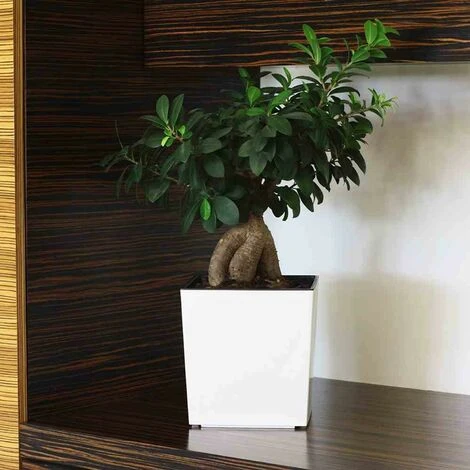 SIENA GARDEN Pflanzgefäß BREST, Weiß Hochglanzoptik, 25 X 25 X 26 Cm Kunststoffgefäß Mit Einsatz 7 SIENA GARDEN Pflanzgefäß BREST, Weiß Hochglanzoptik, 25 X 25 X 26 Cm Kunststoffgefäß Mit Einsatz – Bild 5